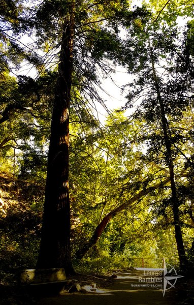 Beautiful towering trees were everywhere