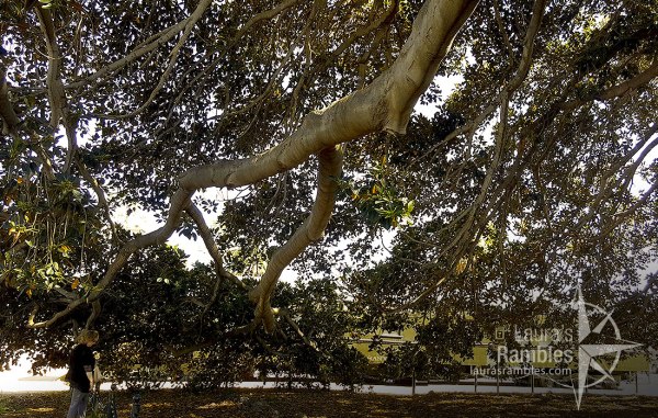 Moreton Bay Fig Tree is GIGANTIC!