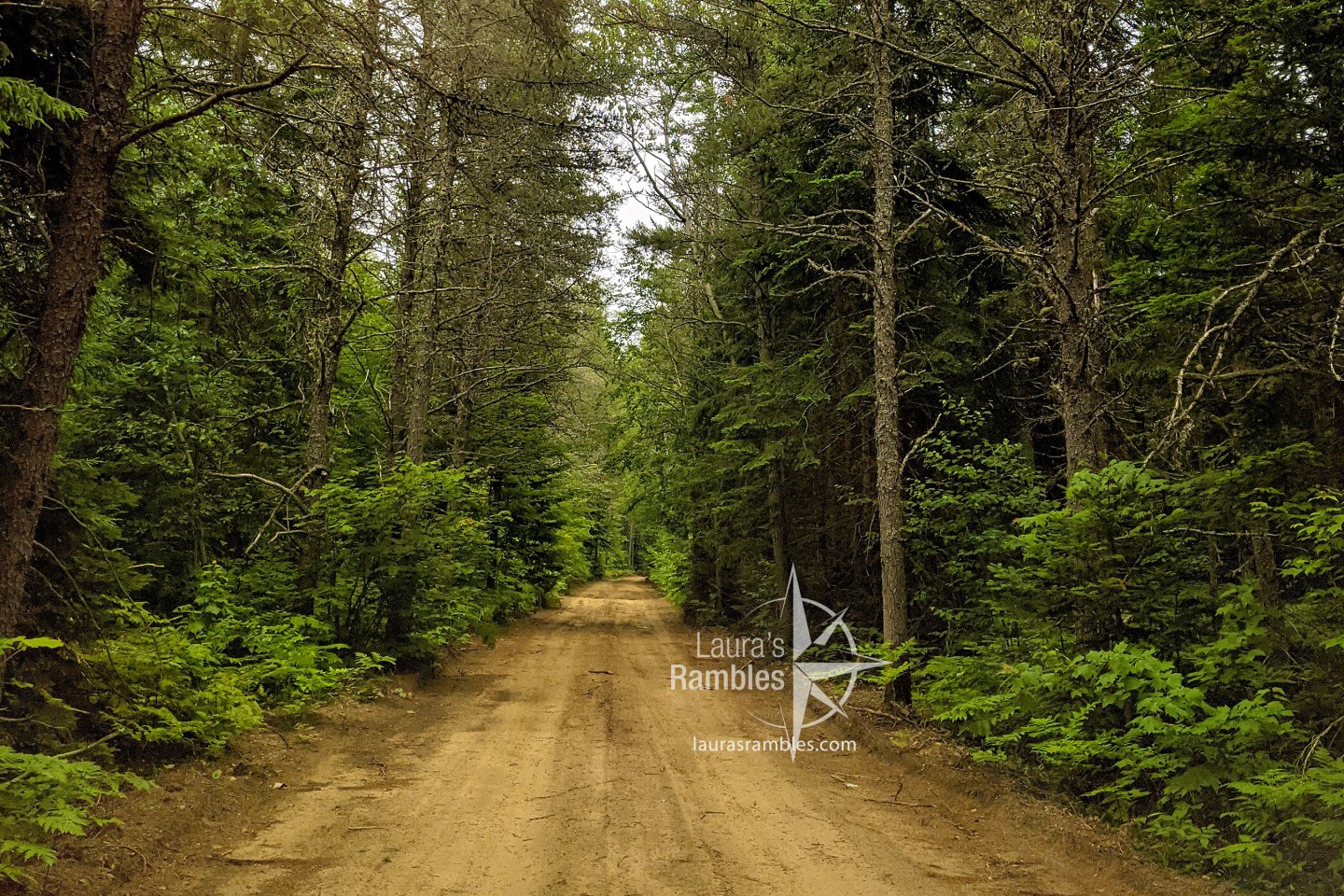 forested dirt road - road trip