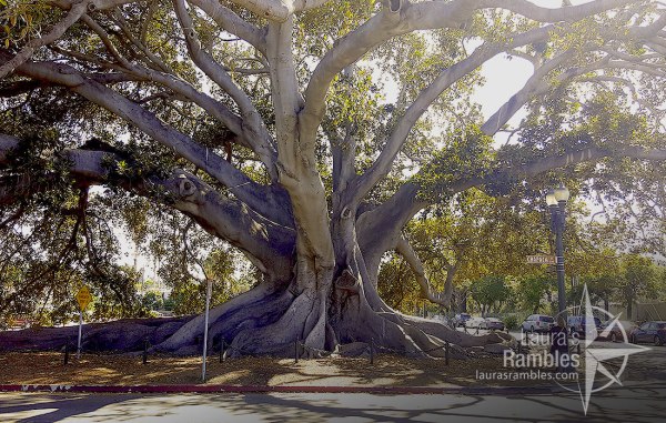 One of the biggest fig trees you will see