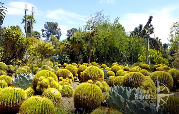 Desert garden - look at all those cute cacti!